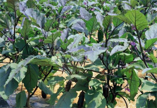 茄子的種植時間，茄子的最佳種植時間(初春、初秋)