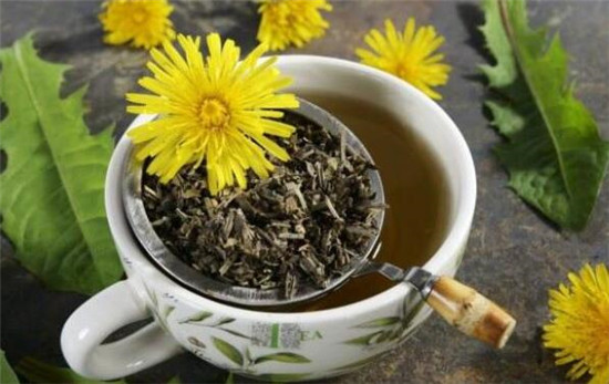 蒲公英茶的功效與作用及禁忌，蒲公