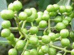 青花椒與藤椒區(qū)別，藤椒和青花椒哪
