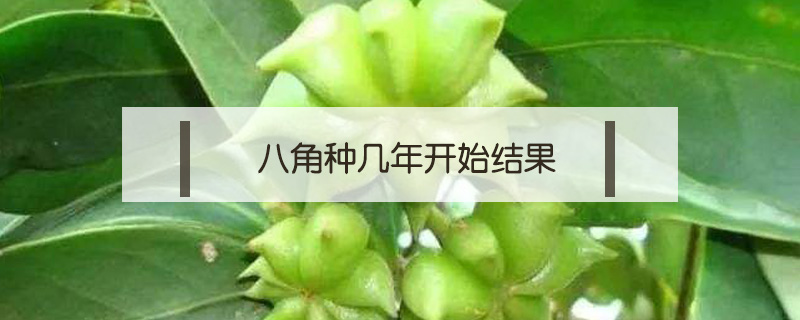 八角種幾年開(kāi)始結(jié)果