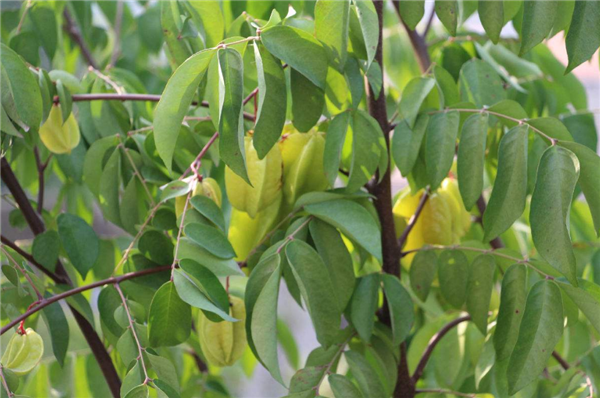 楊桃樹(shù)種在家里風(fēng)水好嗎 楊桃樹(shù)的風(fēng)水知識(shí)