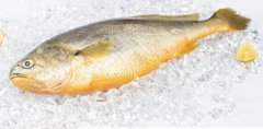 黃魚多少錢一斤，不同品種的黃魚價(jià)