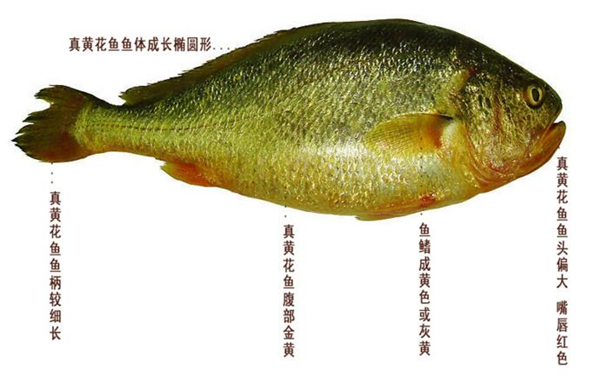 黃魚圖片 黃魚圖片大全 如何識(shí)別黃