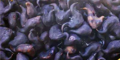 老菱角怎么種植，魚塘里能種菱角嗎