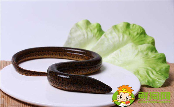 望月鱔和黃鱔的區別，萬一吃到望月鱔怎么辦