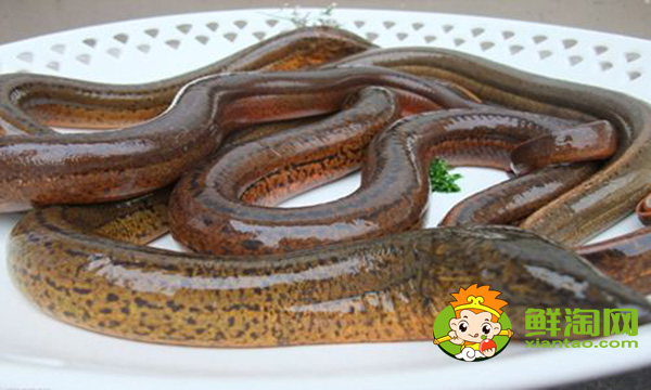 黃鱔好吃嗎，大黃鱔和小黃鱔營養價值是一樣的嗎