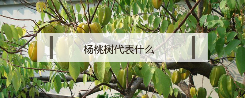 楊桃樹(shù)代表什么