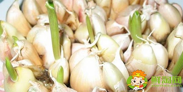 大蒜發(fā)芽能吃嗎，大蒜種植時間和方法