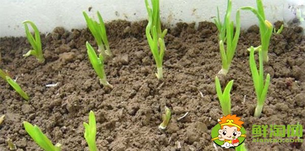 大蒜發(fā)芽能吃嗎，大蒜種植時間和方法