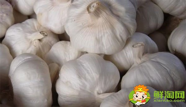 金鄉大蒜最新價格，一九年下半年大蒜行情