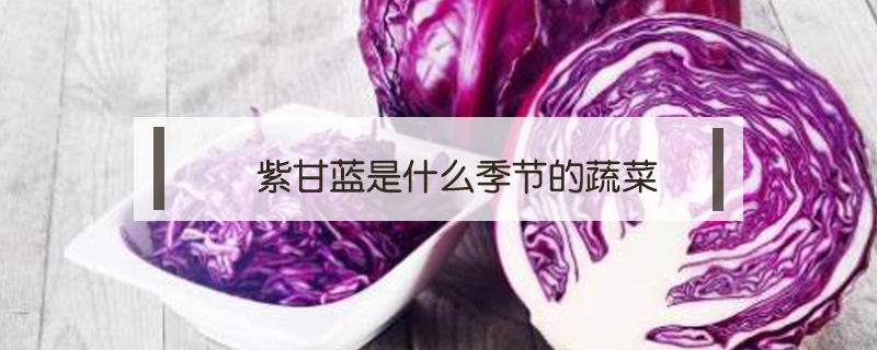 紫甘藍是什么季節(jié)的蔬菜