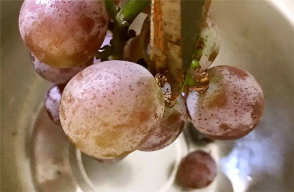 葡萄怎么洗才干凈，葡萄上的白怎么洗干凈