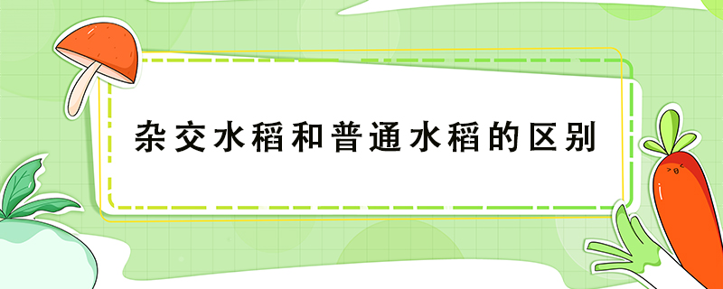 雜交水稻和普通水稻的區(qū)別